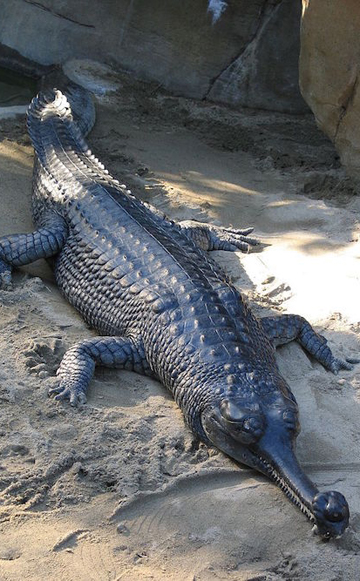 Illustration for article titled Climate Change Killed Earth's Crocodilians, and It Could Bring Them Back, Too